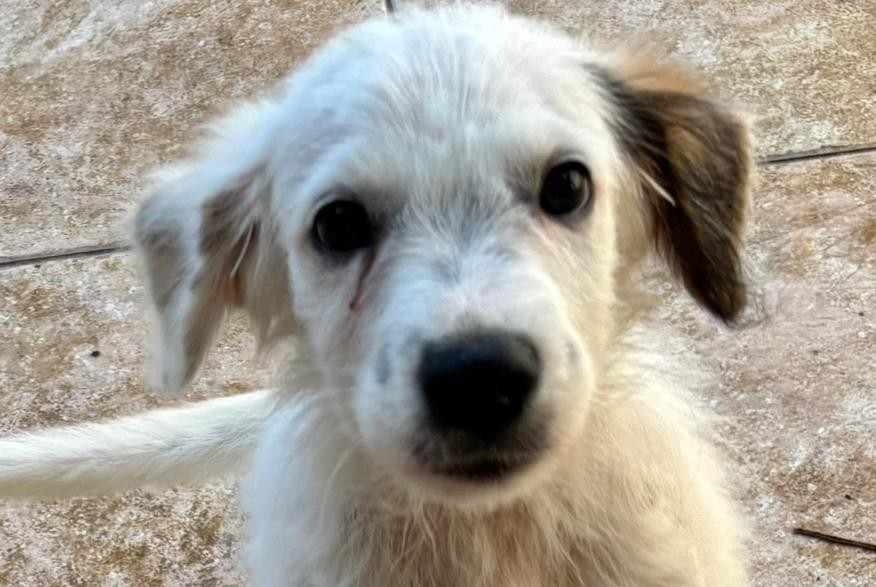 Chiens à adopter